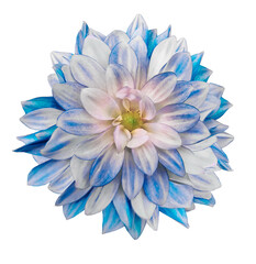 Dahlia flower  on isolated background with clipping path. Closeup.  Nature.