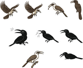 Hornbill bird illustration and silhouette vector set showing various poses, flying, calling, and perching, ideal for wildlife art designs.