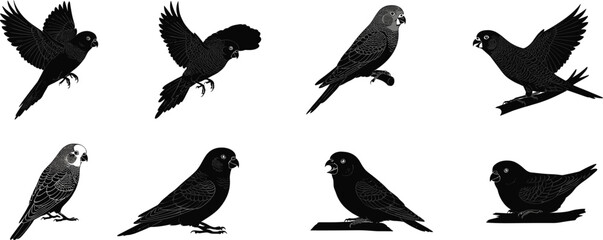 Set of black silhouette parrot illustrations in various poses, perfect for bird art, tropical decor, tattoo, and graphic design.