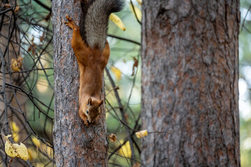 Altai horses eat grass in their natural habitat on an autumn day in Altai