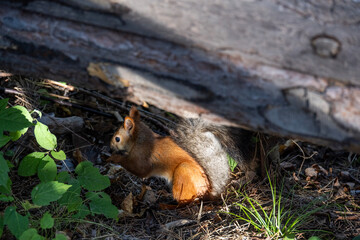 Altai horses eat grass in their natural habitat on an autumn day in Altai