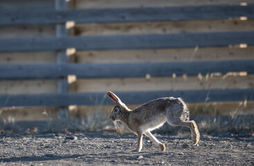 Altai horses eat grass in their natural habitat on an autumn day in Altai
