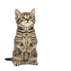 Fototapeta premium A cute tabby kitten sitting up and looking upwards with curiosity.