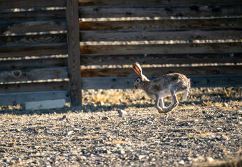 Altai horses eat grass in their natural habitat on an autumn day in Altai