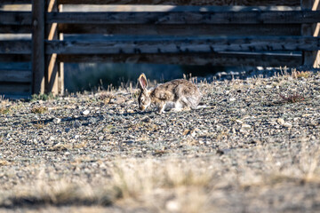 Altai horses eat grass in their natural habitat on an autumn day in Altai