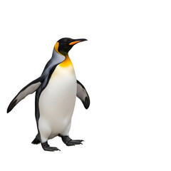 A king penguin walks with its distinctive golden neck markings.