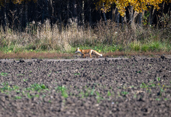 Altai horses eat grass in their natural habitat on an autumn day in Altai