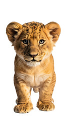 Obraz premium Adorable Lion Cub Standing Front View Studio Portrait.