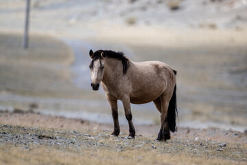 Naklejka premium Altai horses eat grass in their natural habitat on an autumn day in Altai