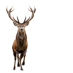 Majestic Red Deer Stag Running with Antlers.