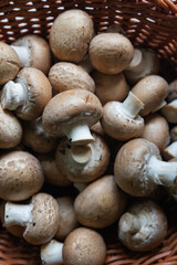 Freshly harwester Brown mustrom in a basket ready for cooking and culinary use