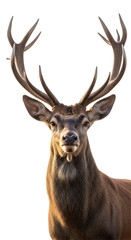 Majestic Red Deer Stag with Impressive Antlers Facing Forward.