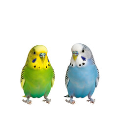 Two budgies one green and yellow one blue and white facing forward.