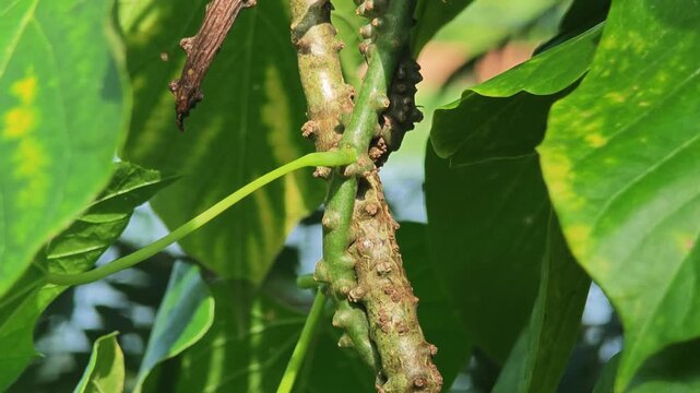 Tinospora cordifolia​​ (Thunb.) Miers. Thai herb.
