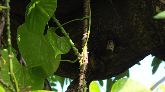 Tinospora cordifolia​​ (Thunb.) Miers. Thai herb.