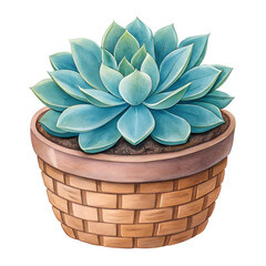 Succulent plant in a woven pot, watercolor isolated on a transparent background