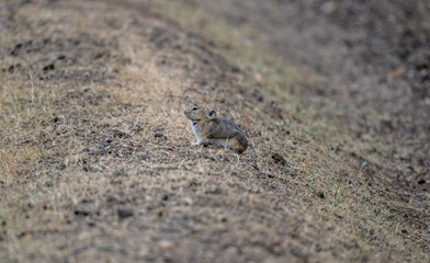 A steppe pika in its natural habitat in the Altai steppes on an autumn day