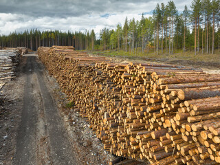 Temporary timber storage area with large stacks of logs lined along a dirt path in a forest setting