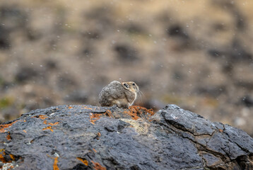 A steppe pika in its natural habitat in the Altai steppes on an autumn day