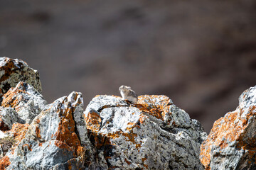 A steppe pika in its natural habitat in the Altai steppes on an autumn day