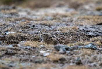 A steppe pika in its natural habitat in the Altai steppes on an autumn day
