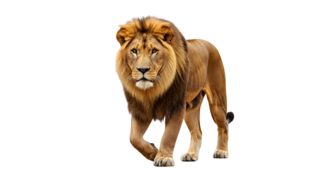 Male Lion Walking Forward Isolated on White Background