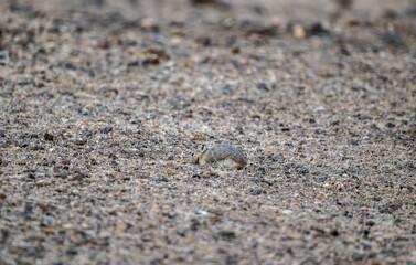 A steppe pika in its natural habitat in the Altai steppes on an autumn day