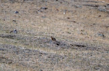 A marmot in its natural habitat in the Altai steppes on an autumn day