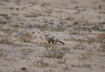 A steppe pika in its natural habitat in the Altai steppes on an autumn day