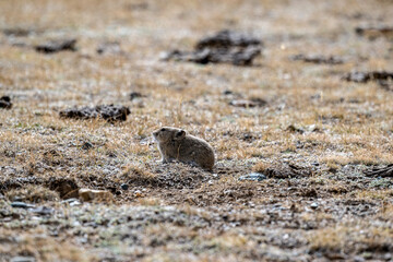 A steppe pika in its natural habitat in the Altai steppes on an autumn day
