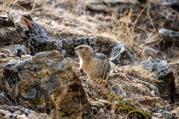 A steppe ground squirrel in its natural habitat in the Altai steppes on an autumn day