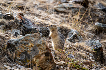 A steppe ground squirrel in its natural habitat in the Altai steppes on an autumn day