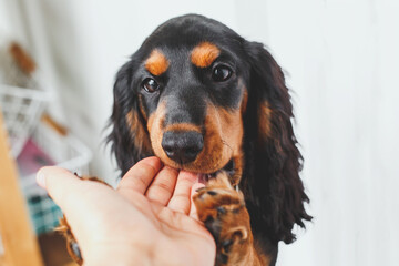 Cute black and tan russian hunting spaniel puppy gently biting owner s hand while playing indoors showing love trust and bonding between pet and human