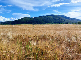 agriculture crop on field and green Pohorje mountain. Slovenia. Europe.