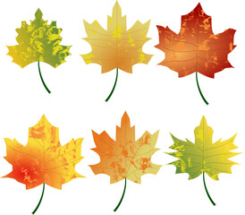 autumn maple leaves