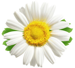 daisy isolated on white background