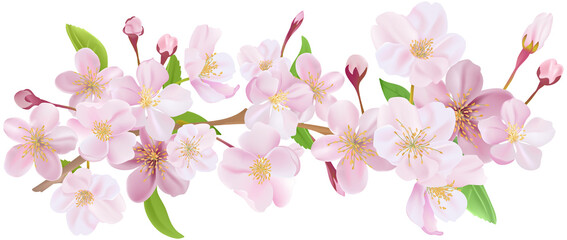 Fototapeta premium pink magnolia flowers