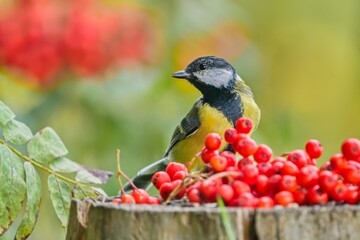 A great tit sits on a tree stump and eats red rowan berries. A great tit in the nature habitat. Parus major. 