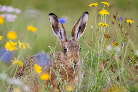 Brown hare, Lepus europaeus, on the grass in the uk in the summer