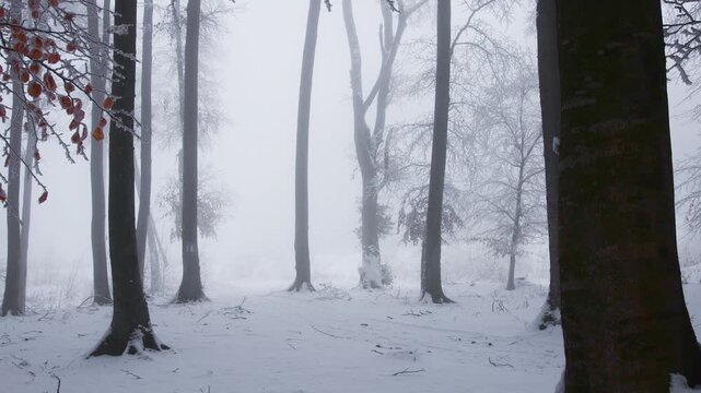 Foggy forest covered in frost during winter. Fairytale Christmas landscape