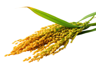 Close-up of golden rice grains on stalks, green leaves, isolated on black background