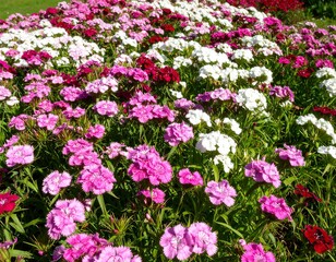 Naklejka premium Colorful flower bed