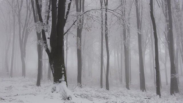 Snowy day in foggy forest. Cloe up of a tree covered in frost