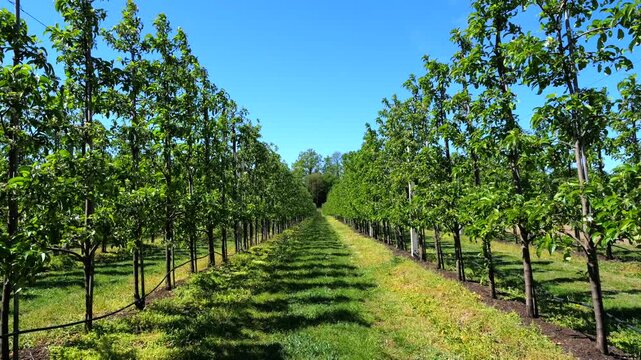 Forward moving perspective walking down a grassy path between two neat rows of young, leafy fruit trees in a modern orchard on a bright, sunny day with a clear blue sky