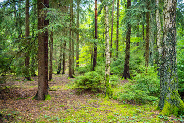 Dense pine forest in Czech Republic with mossy ground, tree trunks and rich natural vegetation. Peaceful woodland landscape reflecting sustainable lifestyle and eco travel in nature.