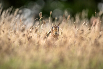 Brown hare, Lepus europaeus, on the grass in the uk in the summer