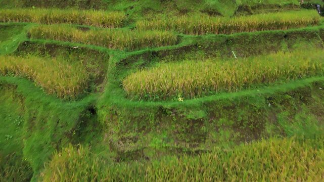 UNESCO world famous Tegallalang rice terraces in Bali Indonesia, vertical aerial