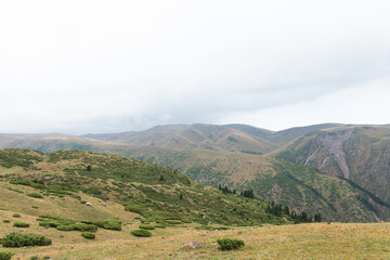 Obraz premium Scenic Woodland in Central Asia, Kazakhstan