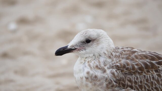 A seagull can be seen in a close-up portrait on the beach. Its gaze appears alert and calm.