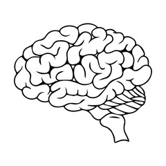 Human Brain Outline